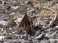 トノサマバッタ　褐色型の♂♀ ♂を乗せたまま移動する♀