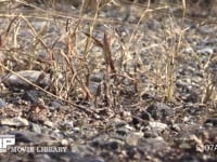 トノサマバッタ　褐色型の♂♀ ♂を乗せたまま移動する♀