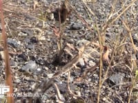 トノサマバッタ　褐色型の♂♀ ♂を乗せたまま移動する♀