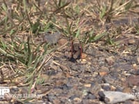 トノサマバッタ　♀緑色型 産卵のため地中に腹を差し込める場所を探す♀