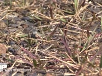 トノサマバッタ　♀緑色型 産卵のため地中に腹を差し込む♀　差し込みできずに別の場所に飛び跳ねる
