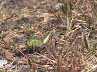 トノサマバッタ　♀緑色型 産卵のため地中に腹を差し込む♀