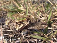 トノサマバッタ　♀褐色型　♂緑色型 ♂をのせたまま産卵のための穴を掘る♀