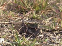 トノサマバッタ　♀褐色型　♂緑色型 ♂をのせたまま産卵のための穴を掘る♀