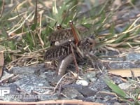 トノサマバッタ　♀褐色型　♂緑色型 ♂をのせたまま、石ころの間に産卵のための穴を掘る♀