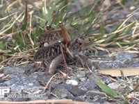 トノサマバッタ　♀褐色型　♂緑色型 ♂をのせたまま、石ころの間に産卵のための穴を掘る♀