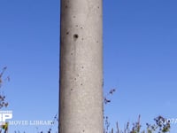 テントウムシ　越冬前集団 小春日和の日、電柱に飛来し集まる　0.3倍速