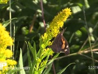 テングチョウ セイタカアワダチソウ訪花