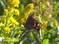 テングチョウ セイタカアワダチソウ訪花