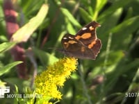 テングチョウ セイタカアワダチソウ訪花