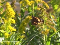 テングチョウ セイタカアワダチソウ訪花