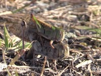 トノサマバッタ　♀褐色型　♂緑色型 ♂をのせたまま産卵のための穴を掘る♀