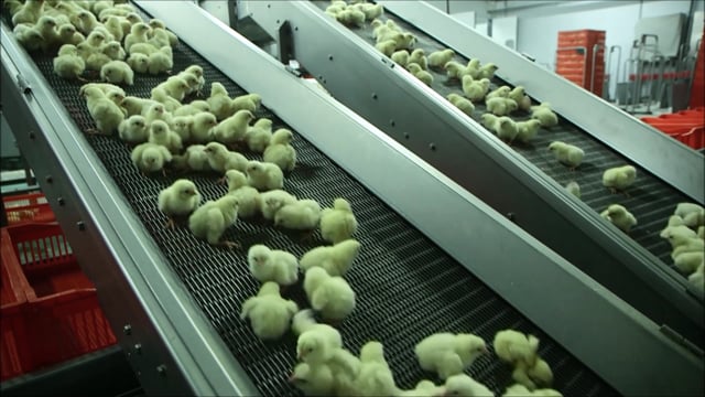 Pollitos alertas y activos al poco tiempo de haber nacido