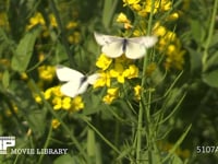 モンシロチョウ　春型♀ 菜の花の蜜を吸う。♀を探す♂にアタックされ飛び去る