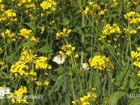 モンシロチョウ　春型♀ 菜の花の蜜を吸う。♀を探す♂が近づくが、拒否して蜜を求め続ける