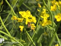 菜の花の蜜を集めるミツバチ 