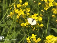 菜の花の蜜を吸うモンシロチョウ春型♂ 