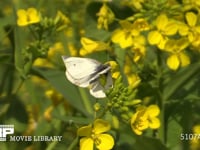 モンシロチョウ　春型♂ ♀を探す♂にアタックされる