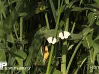 菜の花の葉で休むモンシロチョウ春型♂ 