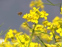 菜の花の蜜と花粉を集めるミツバチ 