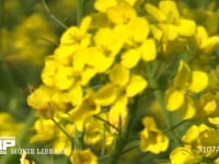 菜の花の蜜と花粉を集めるミツバチ 