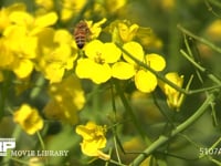 菜の花の蜜と花粉を集めるミツバチ 