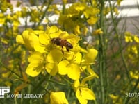 菜の花の蜜と花粉を集めるミツバチ 