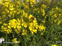 蜜と花粉を求めて菜の花畑を飛び回るミツバチ 