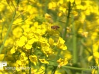 菜の花の蜜と花粉を集めるミツバチ 飛びながら後脚に花粉団子を作る