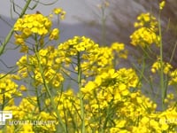 菜の花の蜜と花粉を集めるミツバチ 飛びながら後脚に花粉団子を作る