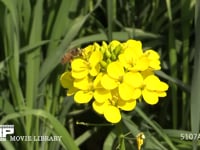 菜の花の蜜と花粉を集めるミツバチ 