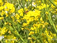 蜜と花粉を求めて菜の花の間を飛び回るミツバチ 