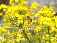 蜜と花粉を求めて菜の花の間を飛び回るミツバチ 