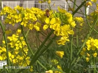 菜の花の蜜と花粉を集めるミツバチ 