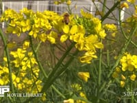 菜の花の蜜と花粉を集めるミツバチ 