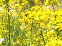 蜜と花粉を求めて菜の花の間を飛び回るミツバチ 
