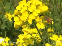 菜の花の蜜と花粉を集めるミツバチ 