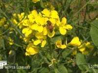 菜の花の蜜と花粉を集めるミツバチ 