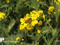 菜の花の蜜と花粉を集めるミツバチ 