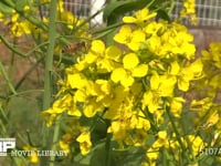 菜の花の蜜と花粉を集めるミツバチ 