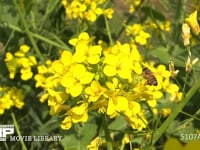 菜の花の蜜と花粉を集めるミツバチ 