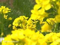 蜜と花粉を求めて菜の花の間を飛び回るミツバチ 