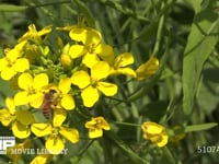 菜の花の蜜と花粉を集めるミツバチ 