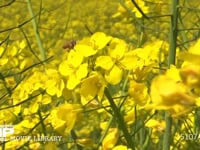 菜の花の蜜と花粉を集めるミツバチ 