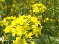 菜の花の蜜と花粉を集めるミツバチ 