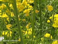 蜜と花粉を求めて菜の花の間を飛び回るミツバチ 