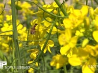 蜜と花粉を求めて菜の花の間を飛び回るミツバチ 