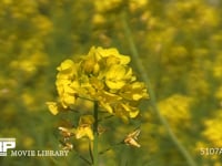 菜の花 