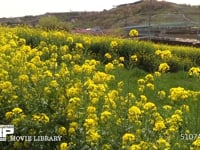 菜の花畑 