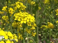 菜の花の蜜を集めるミツバチ 